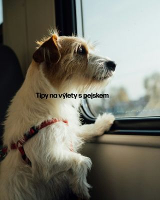 Tento týden jsme se v Petlandu zamýšleli, kam s našimi čtyřnohými parťáky vyrazit. Když se venku barví listí a vzduch voní...