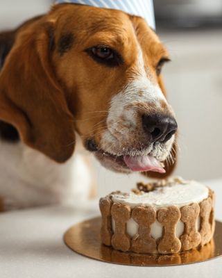 🐶 Mezinárodní den psů se blíží! 🥳 Chceš oslavit svého čtyřnohého parťáka? Máme pro vás rychlé instantní dortíky pro psy,...