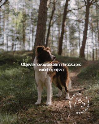 🦌 Jelení parohy – čistá radost z přírody 🌲 Žádná chemie, žádné přísady – jen 100% přírodní pochoutka, kterou pejsek...