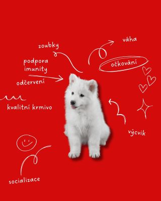 Momentálně máme doma malá štěňátka, a tak je u nás pořád živo. 😊 Každý den sleduji, jak rostou, objevují svět a jak jim...