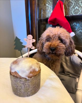 🎄🐾 Vánoce si zaslouží i váš pejsek… a tenhle italský psí zákusek je přesně ono. ❤️ Vánoční chlebíček s borůvkami je...