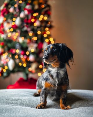 🎄🐾 Vánoce jsou za rohem… a my je stíháme společně! 🐾🎄 Ještě pořád můžete svému chlupatému parťákovi nadělit dárek, který...